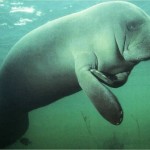 manati bajo el agua