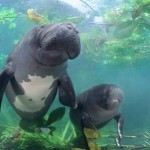 manaties del amazonas