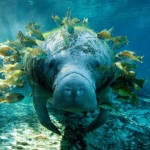manati bonito