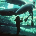 manati en acuario