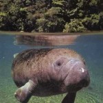 manati en el rio